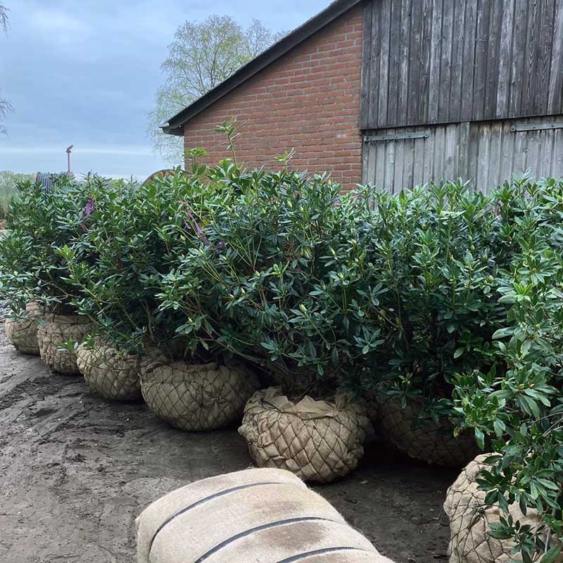 Grote rhodos met draadkluit - Hendrikx Boomkwekerij