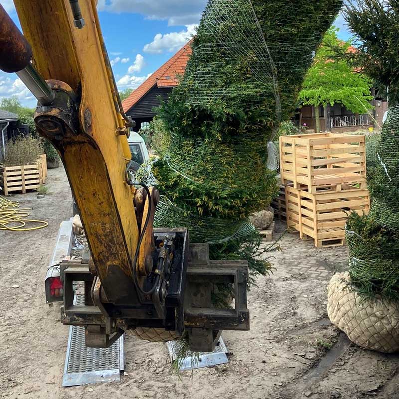 Grote taxus kraan - Hendrikx-Boomkwekerij