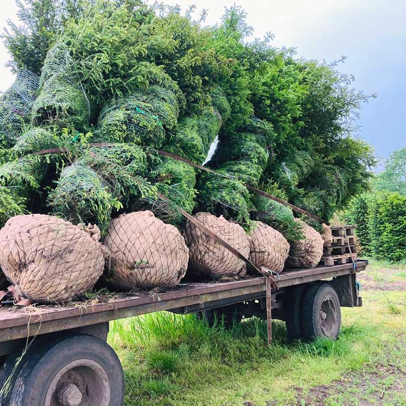 Grote taxus op wagen - Hendrikx-Boomkwekerij