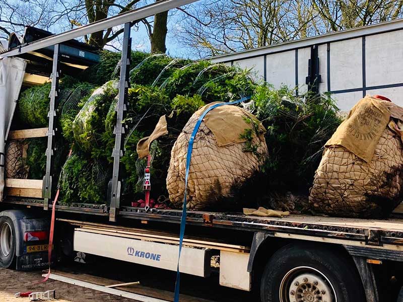 Laden grote taxus - Hendrikx Boomkwekerij