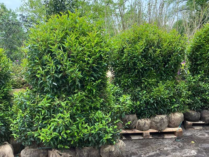 Prunus planten op pallet - Hendrikx Boomkwekerij