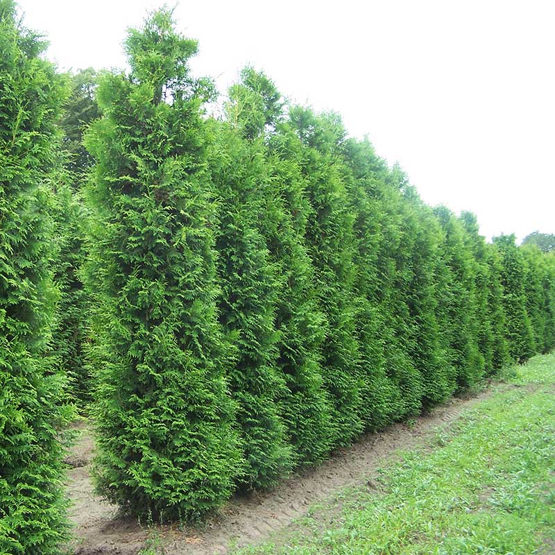 Thuja - Hendrikx Boomkwekerij
