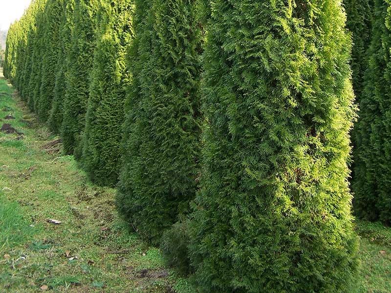 Thuja smaragd - Hendrikx Boomkwekerij