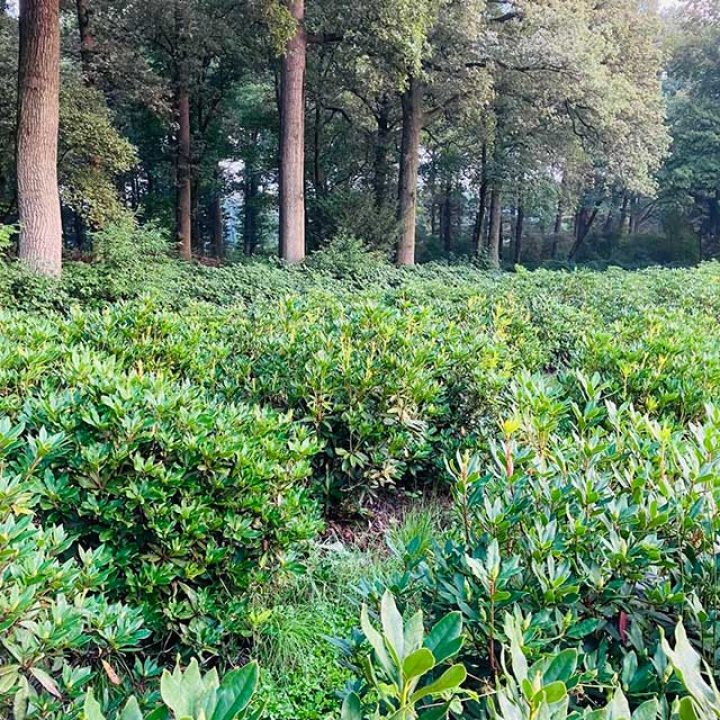 Veld met Rhodondendron planten - Hendrikx Boomkwekerij